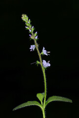 Ehrenpreis, Echte Ehrenpreis, Veronica officinalis