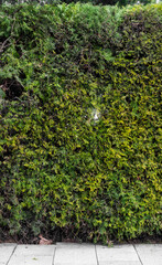 Green cut bush high-resolution photo