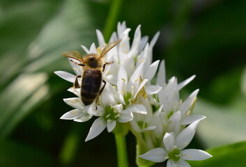 Biene auf einer Bärlauch-Blüte - 784626121