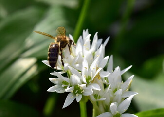 Biene auf einer Bärlauch-Blüte - 784626152
