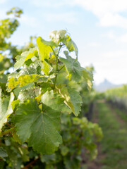 REGIÓN DE VINOS DE QUERETARO MEXICO,