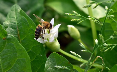 Biene auf einer Bärlauch-Blüte - 784626362