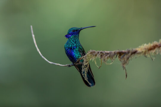 Beautiful hummingbird perched on an attractive branch. Sparkling violetear (Colibri coruscans) can be found throughout the Andes. This one was in Ecuador.
