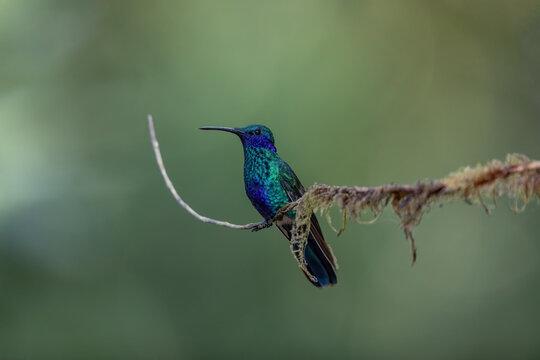Beautiful hummingbird perched on an attractive branch. Sparkling violetear (Colibri coruscans) can be found throughout the Andes. This one was in Ecuador.