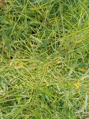 close up of green grass, green background, green needles grass field, beauty of nature