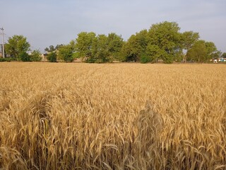 wheat field in the summer, golden field of wheat, wheat field against sky, beautiful scenery of nature