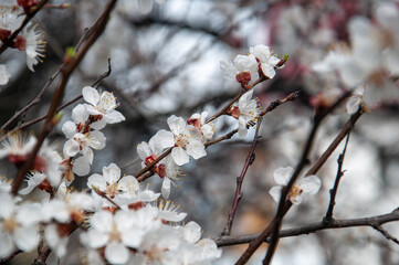 blossom in spring