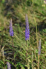 Ähriger Ehrenpreis,  Veronica spicata