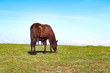 Wild horses or mares are grazing in green meadows on blue sky background. Stray horses are fed....