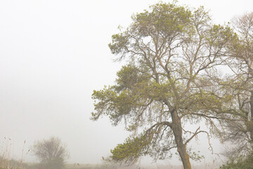 Tree in the fog. Mystical mysterious image. A foggy day, early morning. Horizontal photo. No...