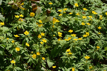 Gelbe Windröschen,  Anemone ranunculoides