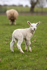 Naklejka na ściany i meble Cute white lamb on meadow with ewe in background