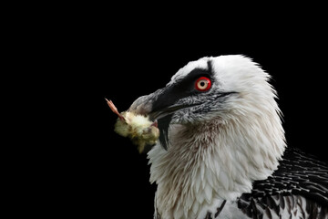 Close-up of a bearded vulture with a chick in its beak