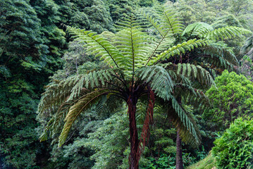 Parque Natural da Ribeira dos Caldeiroes in Sao Miguel Island, Azores - 784634340