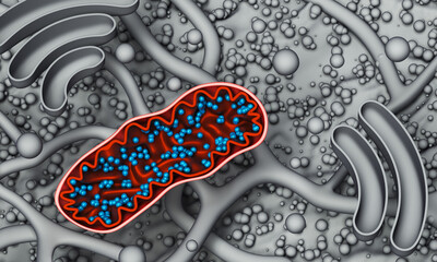 Mitochondria - cell organelle close-up. 3d illustration on gray biological background