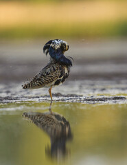Ruff (Calidris pugnax) male preening in the wetlands in summer.