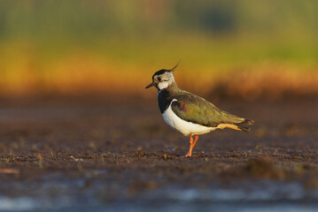 Northern lapwing (Vanellus vanellus) searching for food in the wetlands in summer.