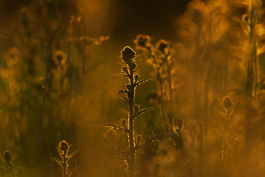 Thistles in the field in summer at sunrise.