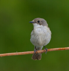 European pied flycatcher (Ficedula hypoleuca) female sitting on a branch in summer.
