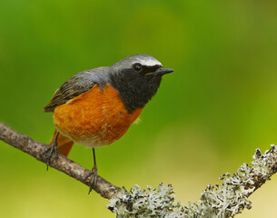Common redstart (Phoenicurus phoenicurus) male closeup sitting on a branch in spring.
