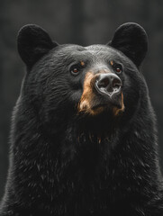 stoic close up black bear portrait