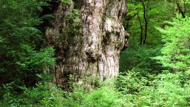 屋久島の縄文杉