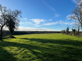 Sunlit meadow with surrounding forest, Co. Longford, Ireland