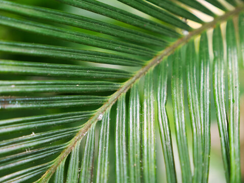 A beautiful close-up of an exotic green leaf in the middle of the jungle. Background image for a nature-themed work