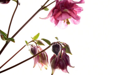 Gewöhnliche Akelei,  Aquilegia vulgaris - obrazy, fototapety, plakaty