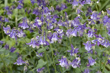 Akeleie, Langspornige, Aquilegia caerulea, Langspornige Akelei 'Himmelblau