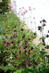 Garten Akelei,  Aquilegia caerulea