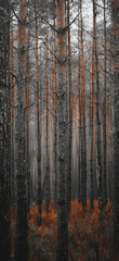 Enchanted Forest Captured From Above., Amazing and simple wallpaper, for mobile