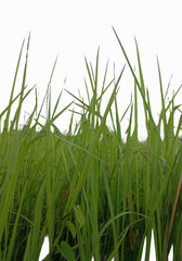 green grass in the wind isolated on white