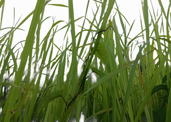 green grass in the wind isolated on white