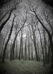 Spooky forest in Farnham Estate, Co. Cavan, Ireland