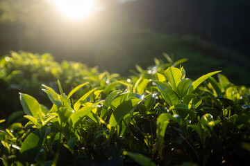 Selective focus on tea leaves at beautiful sunrise. Tea plantations near Haputale in Sri Lanka. - 784639976