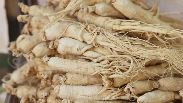 ginseng rotating horizontal composition Ginseng root is a perennial plant
