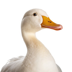 Close-up White goose, Duck with Orange Beak isolated on transparent background..