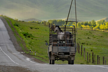 Russia. The South of Western Siberia, the Altai Mountains. A thoroughbred stallion is transported on a specially designed truck along a mountain road near the village of Ust-Kan.
