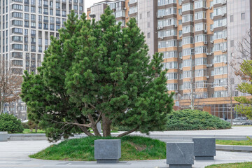 Nice modern leisure city park with benchs surrounded high-rise building. Public park in town residential. Sidewalk and walkway with conifer trees. Place to rest in city landscape. Urban architecture.