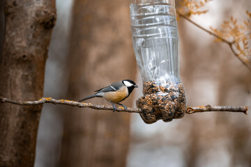 CARBONERO COMIENDO EN COMERDERO COLGADO DE UN ÁRBOL
