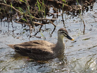 野生の鳥と