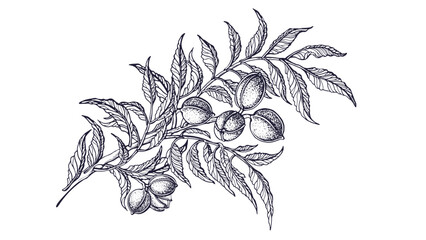 Pecan branch. Ink sketch of raw nuts. Vector tree