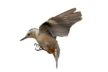 White-breasted Nuthatch (Sitta carolinensis) High Resolution Photo, in Flight, Over a Transparent PNG Background - 784641185