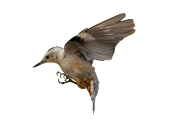 White-breasted Nuthatch (Sitta carolinensis) High Resolution Photo, in Flight, Over a Transparent PNG Background