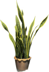 The herbaceous plant Saint George's sword in the pot on the white background 