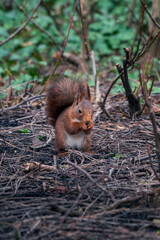 Squirrel eating in forest or park environment