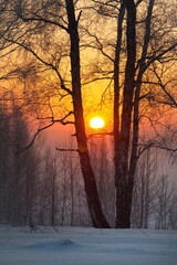 Russia. Kemerovo region - Kuzbass. Sunrise on a frosty winter morning through birch trees without foliage.