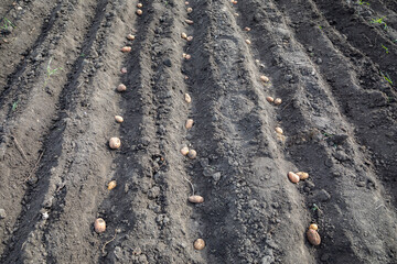Planting potatoes on a spring day. Agricultural work in the field.