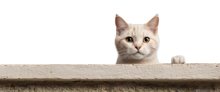 Cat is peeking over a ledge isolate on transparent background, cutout, png
